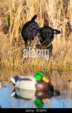 A Back Lab training for Duck hunting on an autumn day Stock Photo