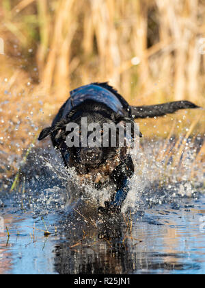 A Back Lab training for Duck hunting on an autumn day Stock Photo