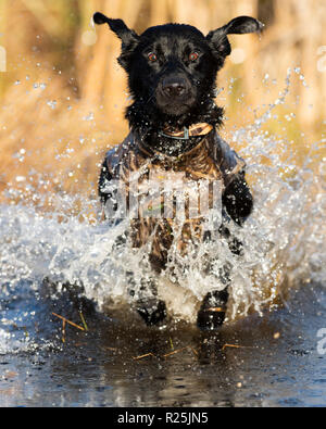 A Back Lab training for Duck hunting on an autumn day Stock Photo