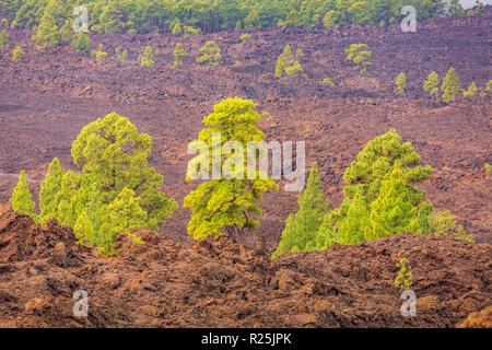 Pinus Canariensis, Canarian pine trees growing in a solidified lava flow in the Las Canadas del Teide national park, Tenerife, Canary Islands, Spain Stock Photo