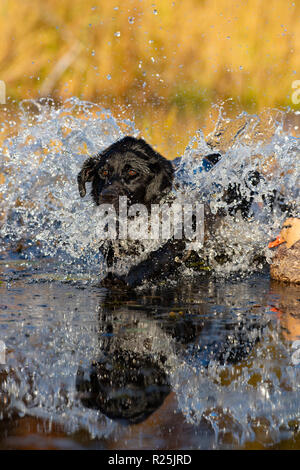 A Back Lab training for Duck hunting on an autumn day Stock Photo