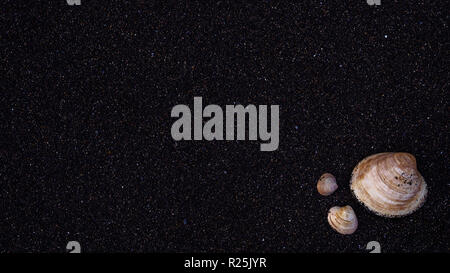 Icelandic vulcanic  black sand background wallpaper with shells on it Stock Photo