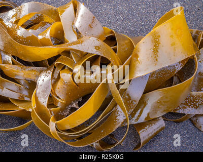 Icelandic ribbon seaweed on the black sand Stock Photo