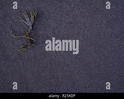 Icelandic vulcanic  black sand background with a seaweed  on it Stock Photo