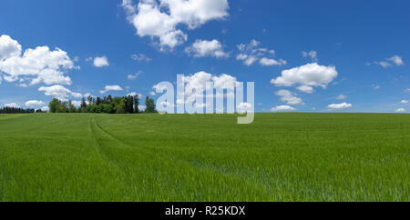 Large field with young barley Stock Photo