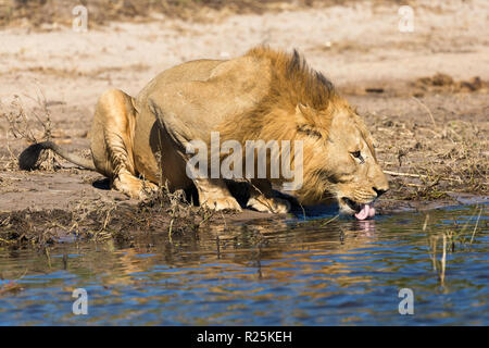 Lion (Pathera leo), Edge of Chobe River, Botswana, Africa Stock Photo