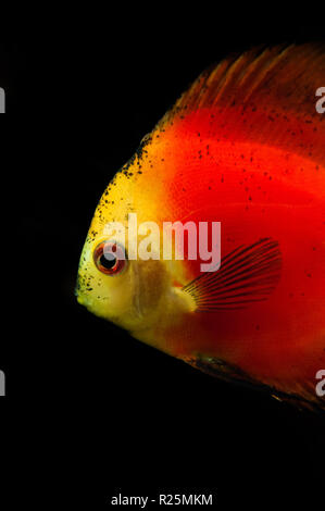 Closed-up shot of discus Stock Photo