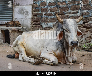 A holy cow at old town in Jodhpur, India. Stock Photo