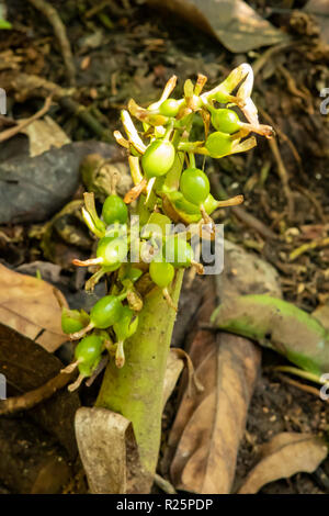 Elettaria cardamomum, Cardamom Fruit at Periyar, Kerala, India Stock Photo
