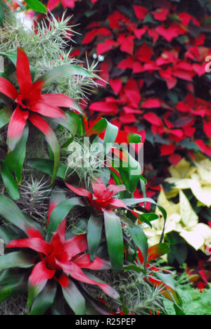 Christmas floral decoration of beautiful red Bromeliads and Poinsettias in Christchurch, New Zealand. Stock Photo