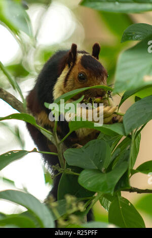 Malabar Giant Squirrel, Ratufa indica at Periyar, Kerala, India Stock Photo