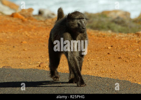 A young male chacma baboon, Papio ursinus, walking down the road in Cape Point, he is on the lookout for any food he can steal from visitors. Stock Photo