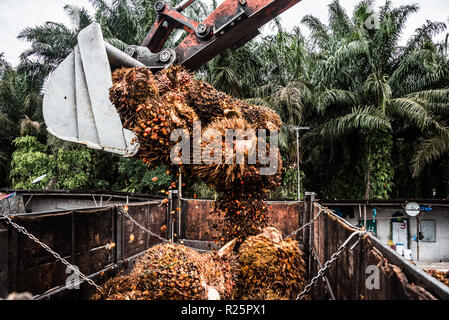 Oil Palm fresh fruit bunches being loaded into a truck for transportation to the mill at an oil palm dealership. Perak, Malaysia, July 2018 Stock Photo