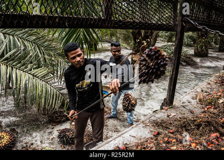 Workers from an oil palm dealership load fresh fruit bunches onto a truck to be taken to the collection centre in Air Kuning, Perak, Malaysia, July 2018 Stock Photo