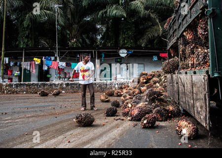 A worker unloads a truck load of fresh fruit bunches that have just been brought in to an oil palm dealership from a plantation it manages. Air Kuning, Perak, Malaysia, July 2018 Stock Photo