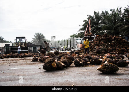 Workers at an oil palm dealership pile up fresh fruit bunches delivered from nearby plantations, ready for loading onto trucks bound for the mill. Air Kuning, Perak, Malaysia, July 2018 Stock Photo