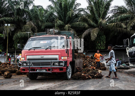 Oil palm dealership workers unload a truck full of fresh fruit bunches they have just collected from a dealership managed plantation. Air Kuning, Perak, Malaysia, July 2018 Stock Photo