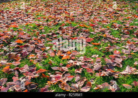 Autumn colored leaves fallen on a verdant meadow; background for autumn Stock Photo