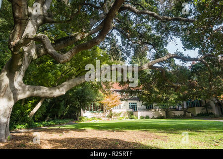 Large live oak tree in front of the student club house in the college campus, Berkeley, San Francisco bay, California Stock Photo