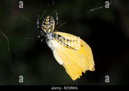 Western Spotted Orbweaver, Neoscona oaxacensis, sulphur butterfly prey Stock Photo