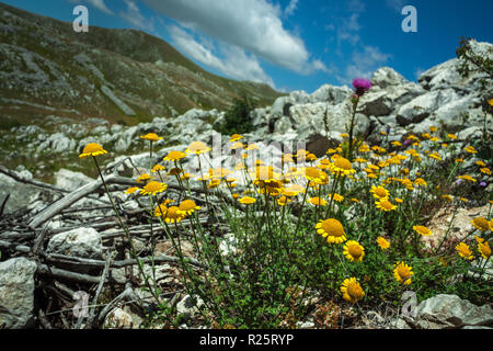 In the middle of a stony ground of the Gran Sasso and Monti della Laga National Park  a flowering of Arnica, Arnica Montana, yellow. Abruzzo Stock Photo