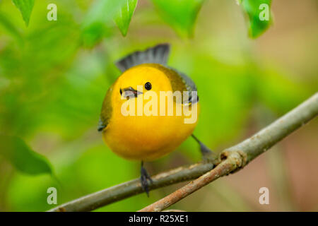 Prothonotary Warbler (Protonotaria citrea), male, breeding plumage Stock Photo