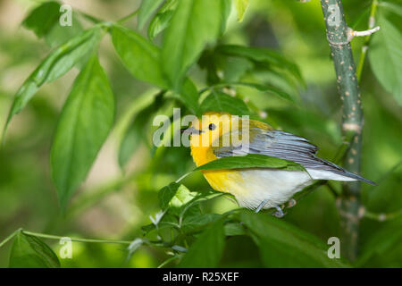 Prothonotary Warbler (Protonotaria citrea), female, breeding plumage Stock Photo