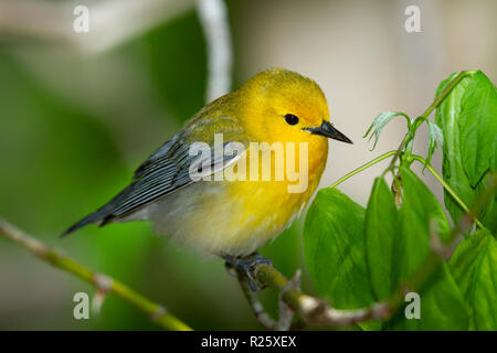 Prothonotary Warbler (Protonotaria citrea), female, breeding plumage Stock Photo