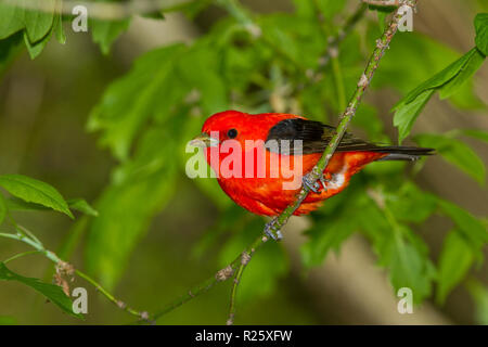 Scarlet Tanager (Piranga olivacea), male, breeding plumage Stock Photo