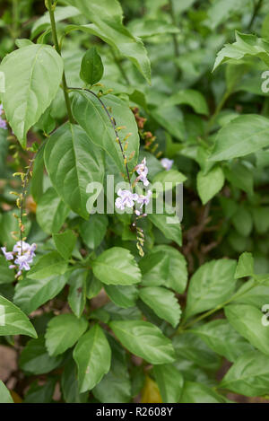 Duranta erecta shrub close up Stock Photo