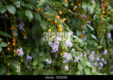 Duranta erecta shrub close up Stock Photo