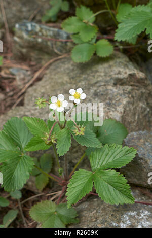 Woodland Strawberry on a white background Stock Photo - Alamy
