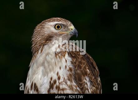 Red Tail Hawk portrait Stock Photo