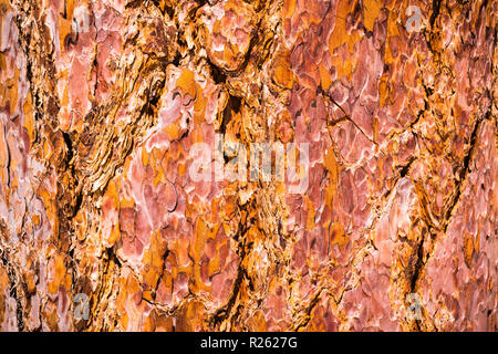 Close up of pine tree bark Stock Photo