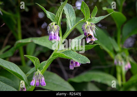A bumble bee pollinates borage flowers as it flies between flowers Stock Photo