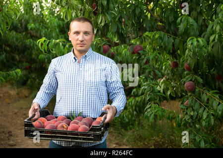 Man  professional horticulturist holding crate with  peaches in garden Stock Photo