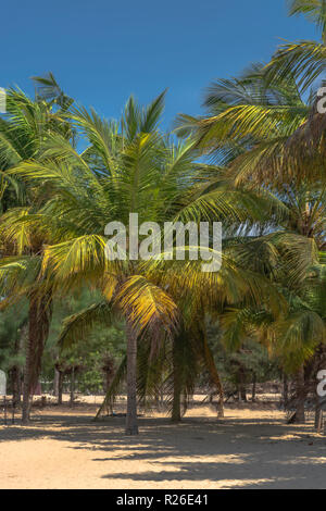 Detailed view of palm tree on the island of Mussulo, Luanda, Angola... Stock Photo