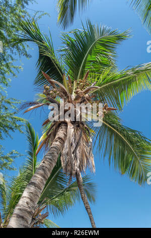 View at palm tree on the island of Mussulo, Luanda, Angola... Stock Photo