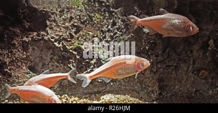 Blind cave fish or Mexican tetra Isolated on Nature Background Stock Photo