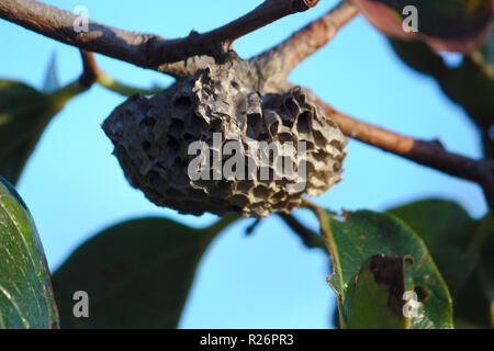 Close-up photo of a hornet's nest built on a branch of a tree in the Mediterranean area Stock Photo