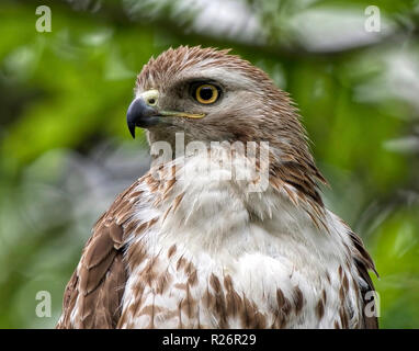 Red Tail Hawk portrait Stock Photo