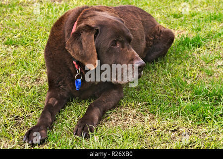 Old chocolate brown labrador retriever dog with collar and tags, lying on grass. Stock Photo