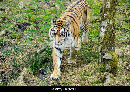 Amur tiger (panthera tigris altaica) originally known as Siberian Tiger, Highland Wildlife Park, Kincraig, Kingussie, Scotland, UK Stock Photo