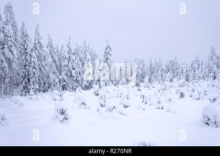 Heavy snow landscape from Sotkamo, Finland Stock Photo