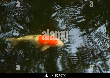 beautiful carp fish swimming in the dark green water with circular wave, tranquility concept Stock Photo