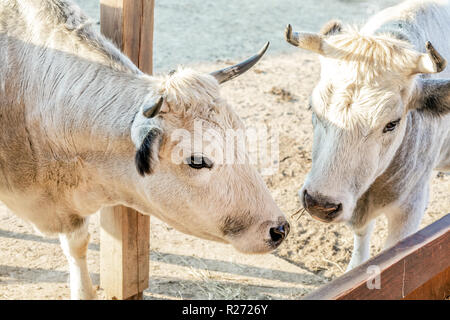 Couple of white cows standing at cattle yard at farm Stock Photo