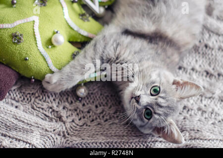 The gray kitty is on a knitted sweater. A cozy photo with a Christmas tree made of handmade felt in the style of Hygge Stock Photo