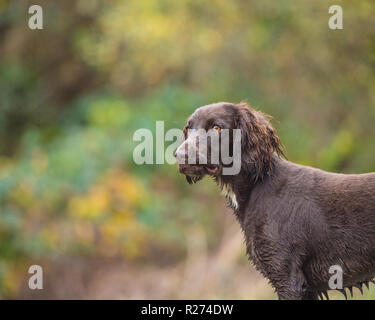 sprocker spaniel Stock Photo
