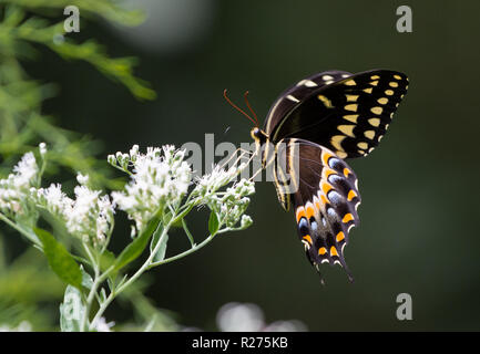 A Black Swallowtail butterfly (Papilio polyxenes) feeding on white flowers. Houston, Texas, USA. Stock Photo