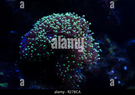 Sea anemone in a dark blue water of aquarium. Tropical marine life background. Stock Photo